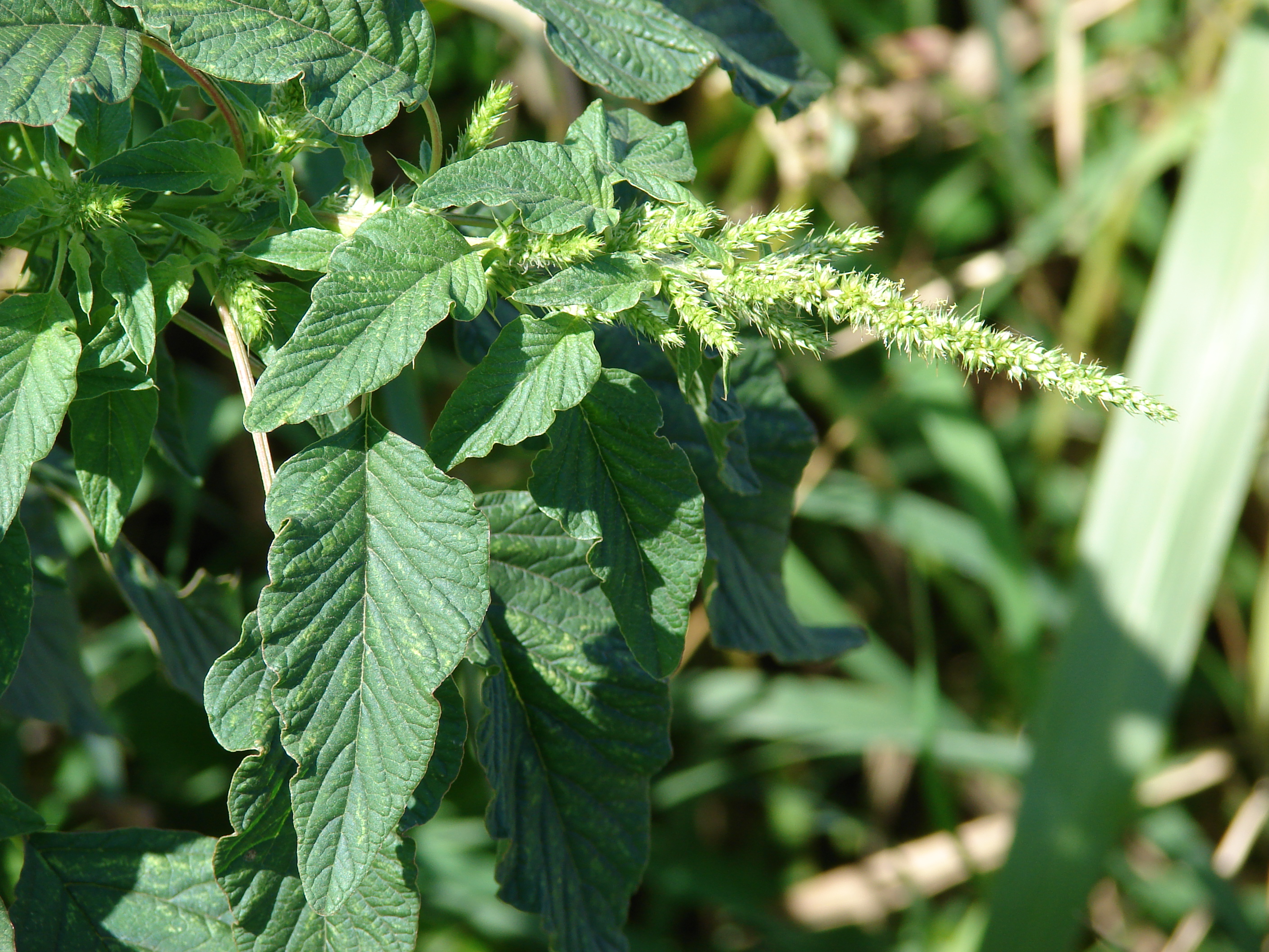 spiny amaranth